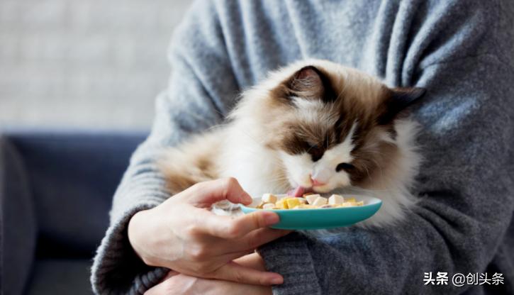 卖猫粮1年赚26亿,卖猫粮月入百万