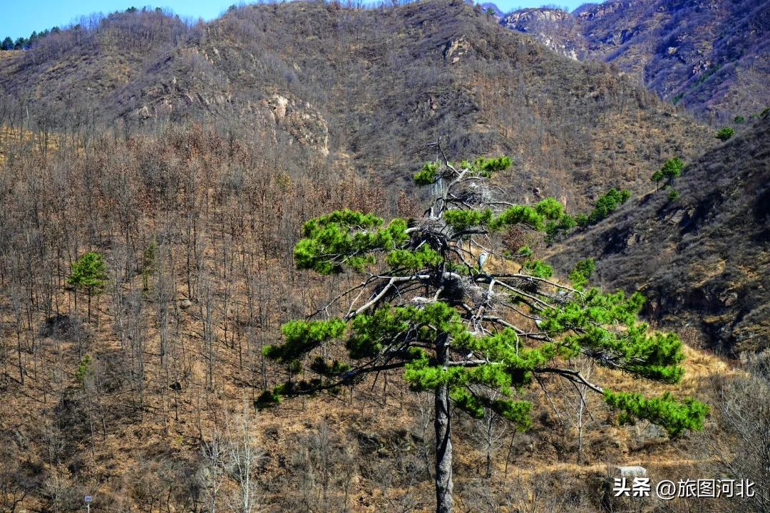 一起出发丨跟着“鸟王爷”去观鸟