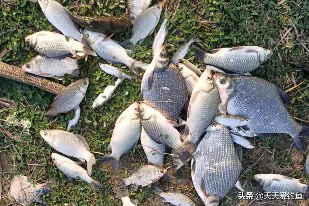 钓小体型鱼调漂技巧图解,想钓好鱼调漂的正确方法