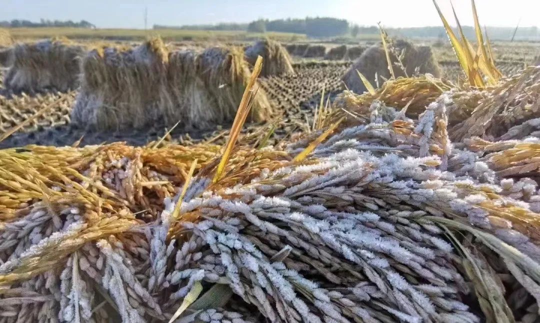 怎么辨认真正五常大米,五常大米稻花香2号如何辨别真假