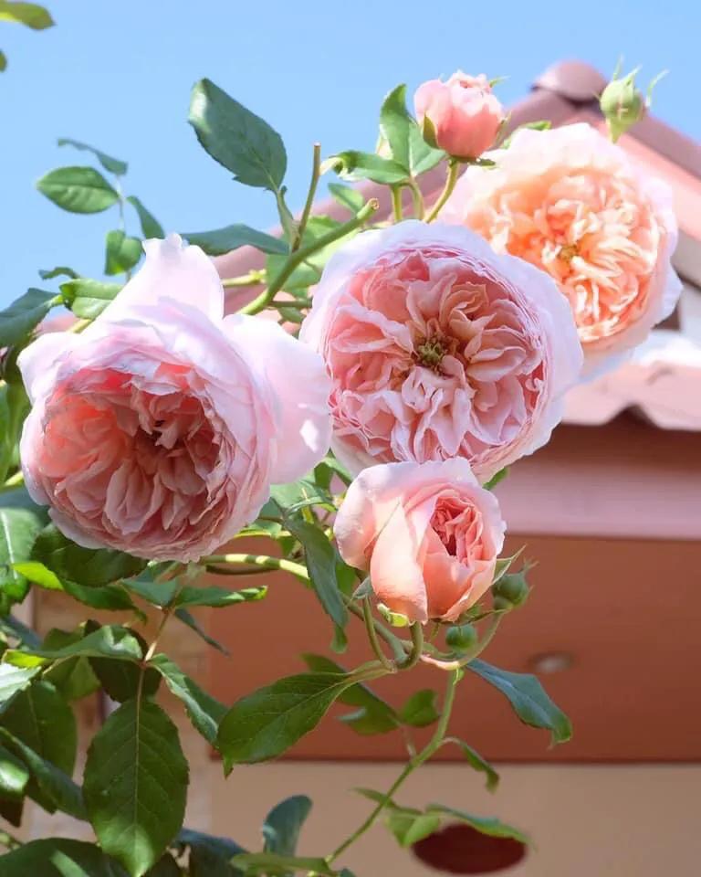 杀月季红蜘蛛的有效方法,洗洁精怎么治月季红蜘蛛