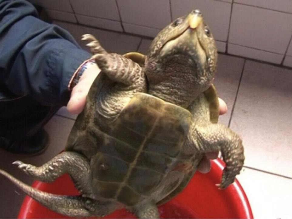 男子在山上捡到不知名小乌龟,男子在河里捡到一只小乌龟