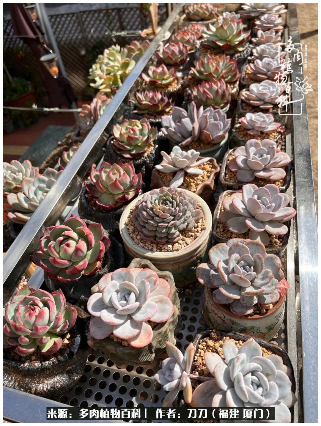 多肉夏季不好养品种有哪些,高花盆为什么养不好多肉