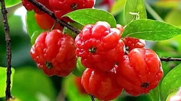 100多种罕见水果欣赏,100种罕见水果名字