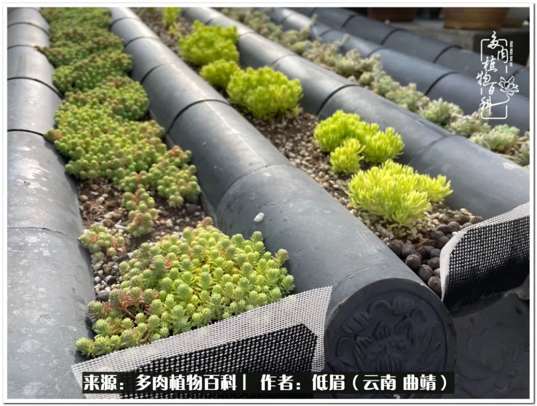 养了8年的多肉,养了七年多肉