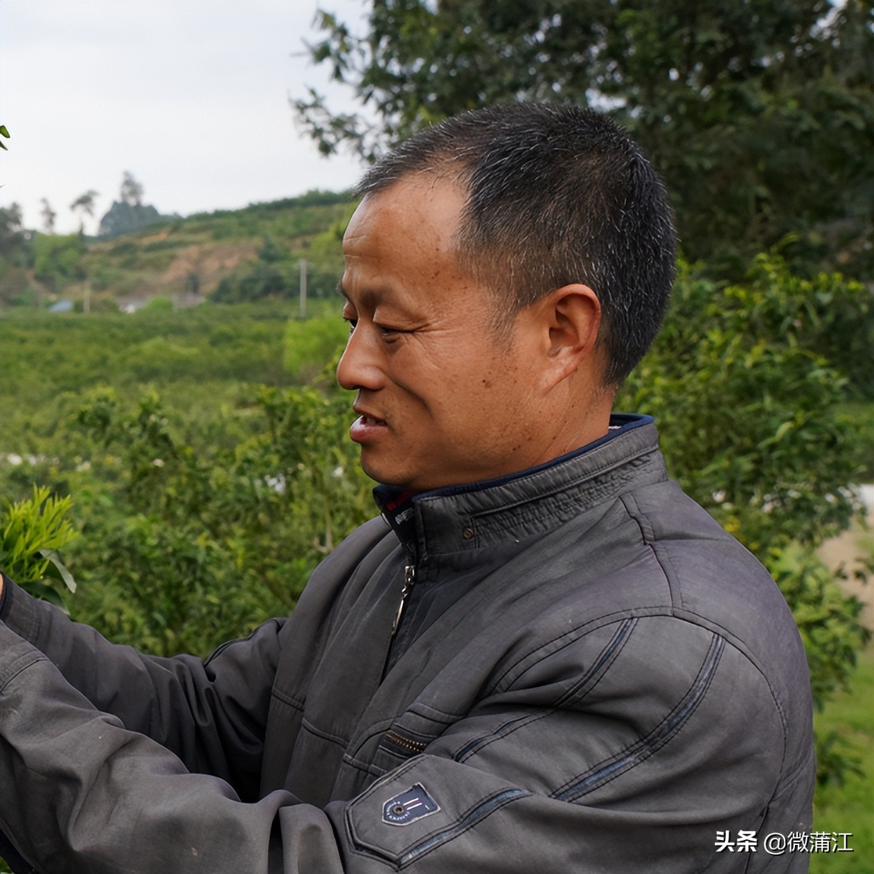 【两个替代，我来说】收购价高达4.5元/斤，高品质果子究竟是如何“炼成”的？