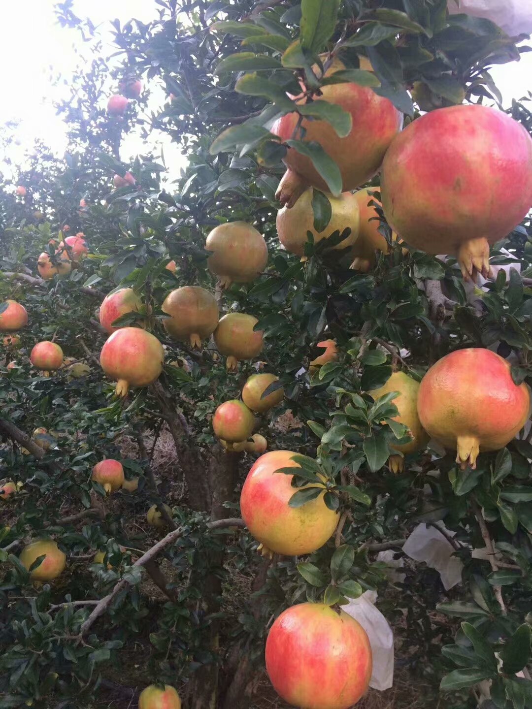 软籽石榴钾高吗,无籽石榴含钾高吗