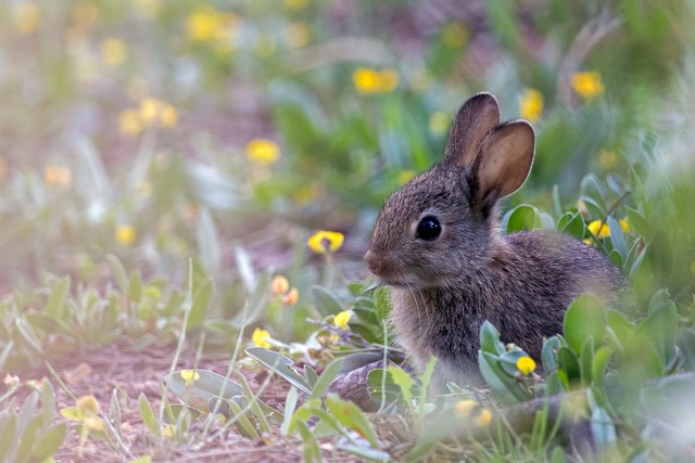 兔子怎么养殖它才繁衍得快,兔子繁育多少只一窝