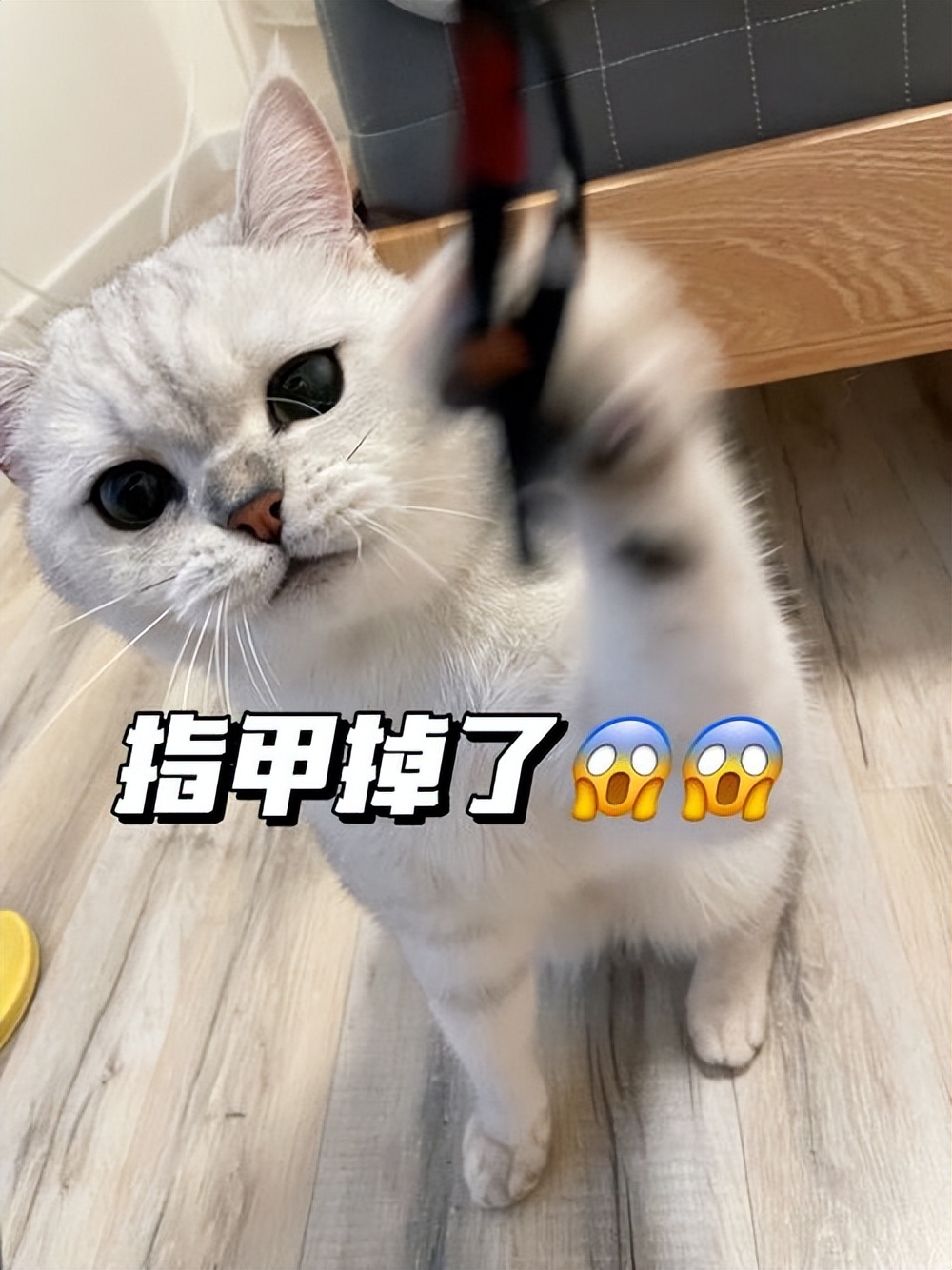 猫咪指甲掉了出血怎么办,猫咪的指甲长到肉里了怎么办