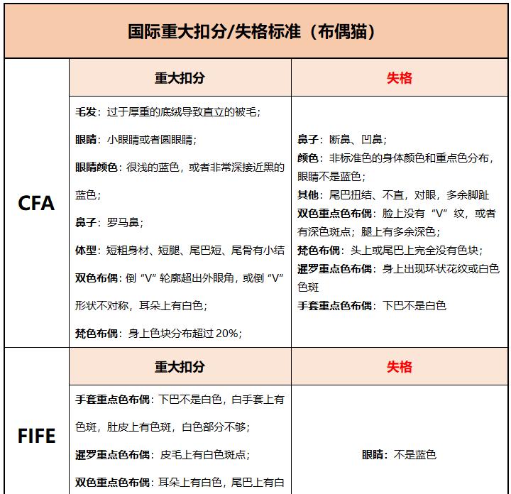 赛级布偶猫怎么查真伪,赛级布偶怎么鉴定