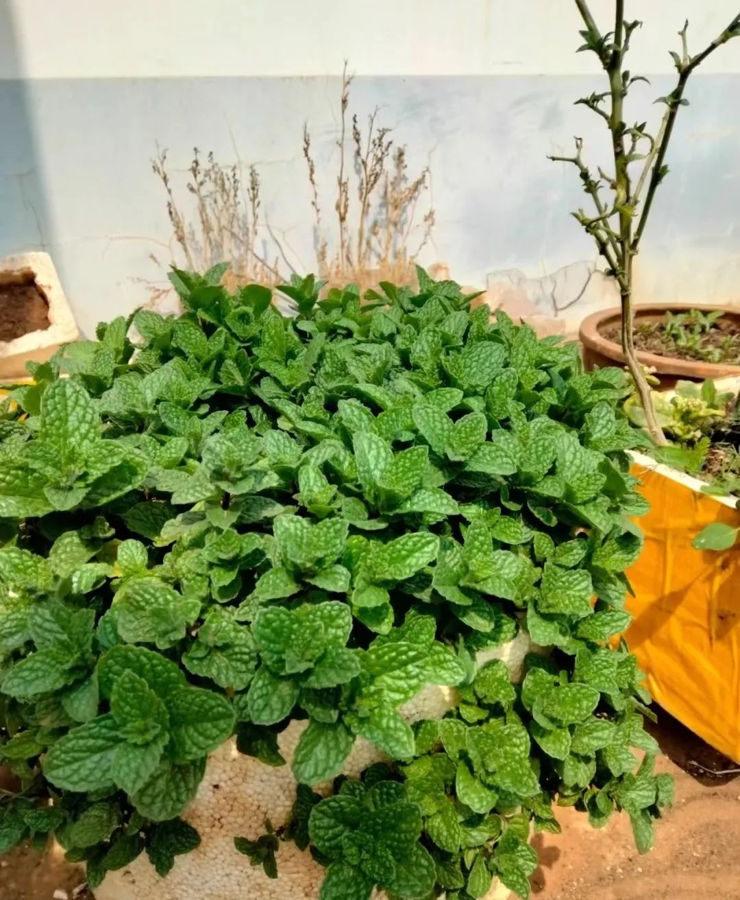薄荷怎么养才能爆盆能晒太阳,一枝薄荷怎么养才能爆盆