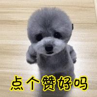 巴哥犬为什么不建议养在家里,养巴哥犬的真实缺点