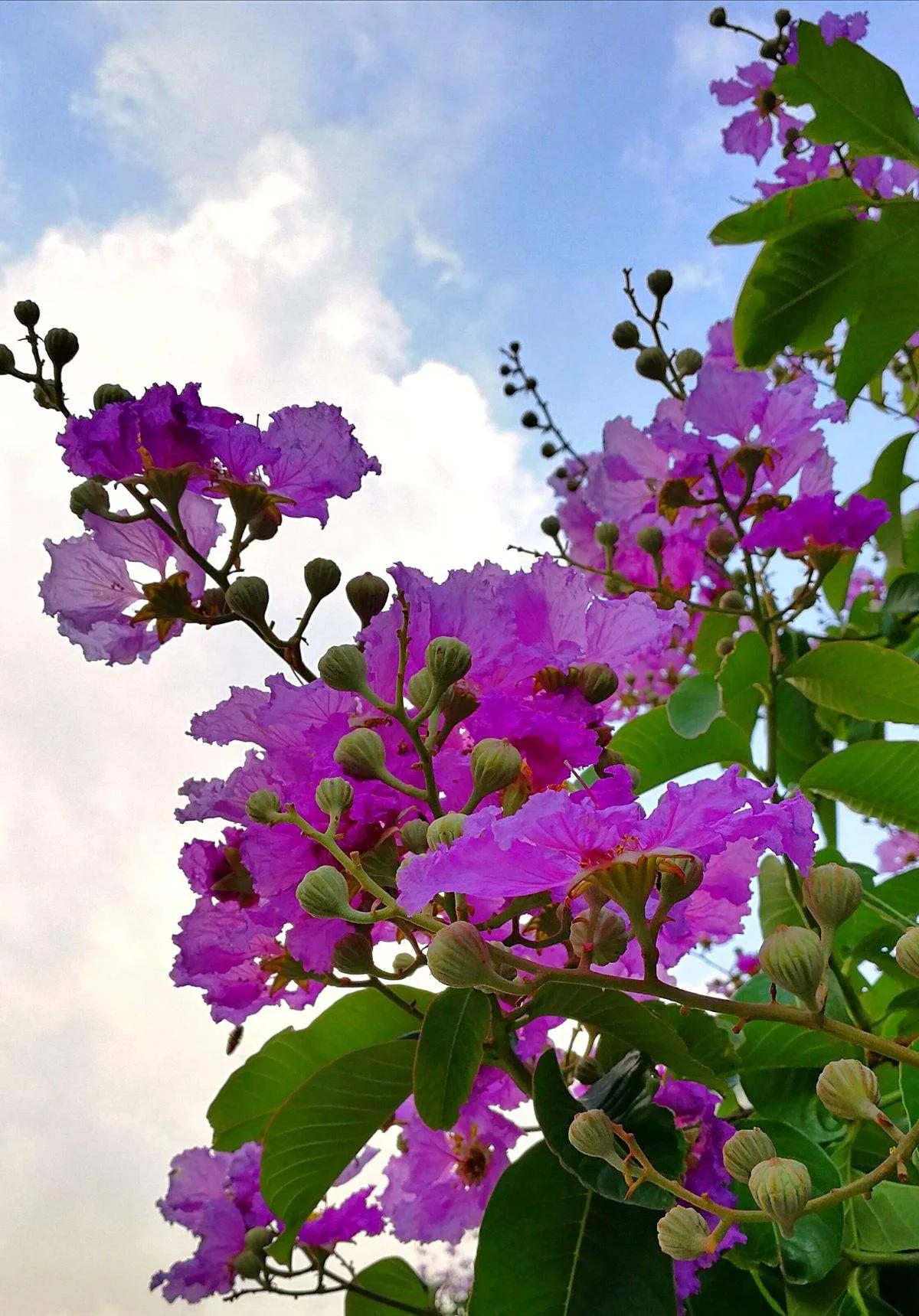 紫薇花壁纸高清全屏,唯美紫壁纸