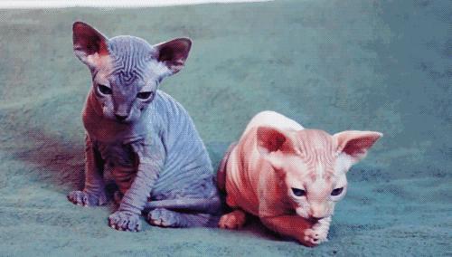 盘点那些特别反骨的猫,这6种猫堪称猫界渣王谁养谁吃亏