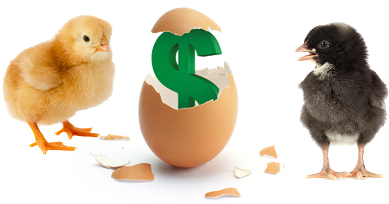 母鸡繁殖欲多强？365天在下蛋、公鸡都不用，其实人类卡了母鸡BUG