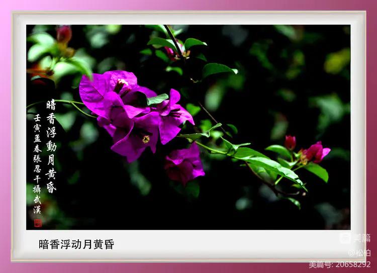 【松柏】（十四）潜情三角梅