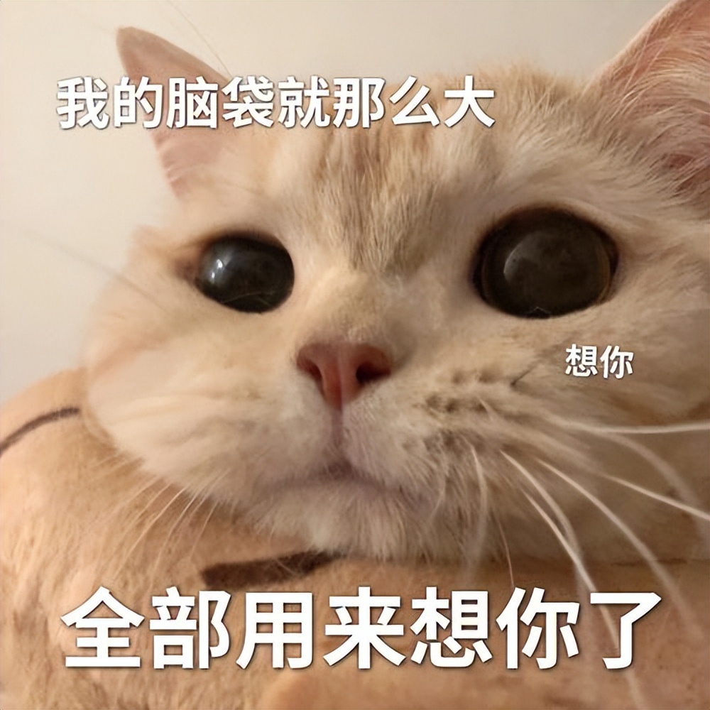 猫咪的名字应该叫什么才最可爱,猫咪经常喵喵叫代表什么