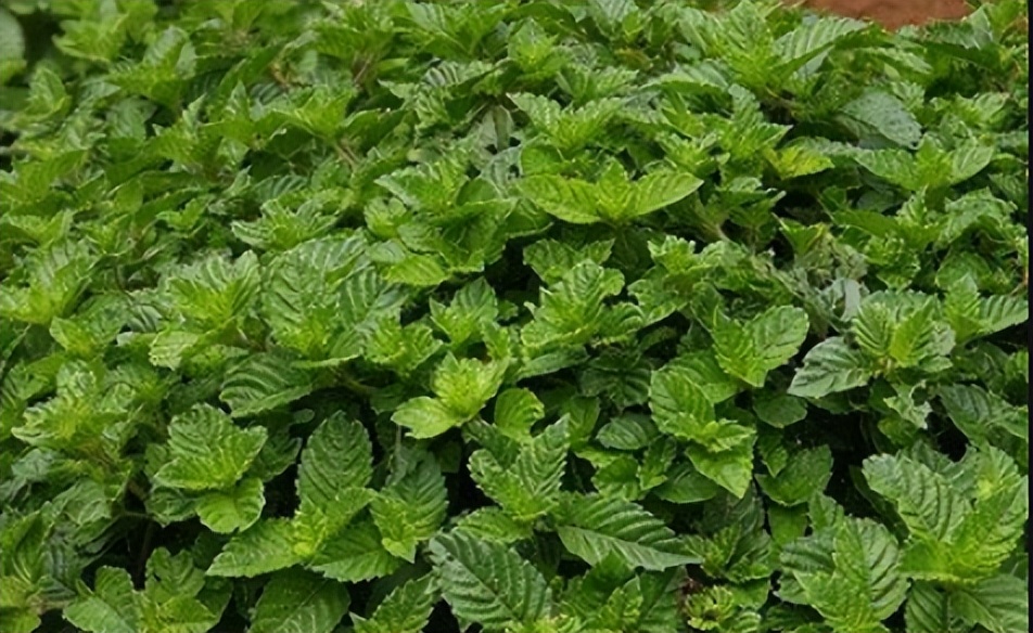 致富经灵芝种植技术视频,仙草种植利润多少钱一亩