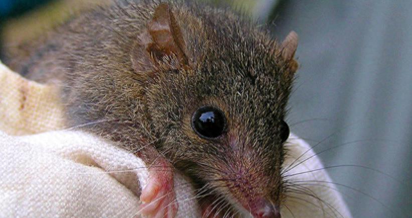 百兽之王老虎能爬树吗,真正的百兽之王老虎捕猎