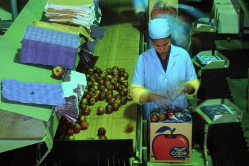 红富士苹果出口哪些国家,南非出产红富士苹果