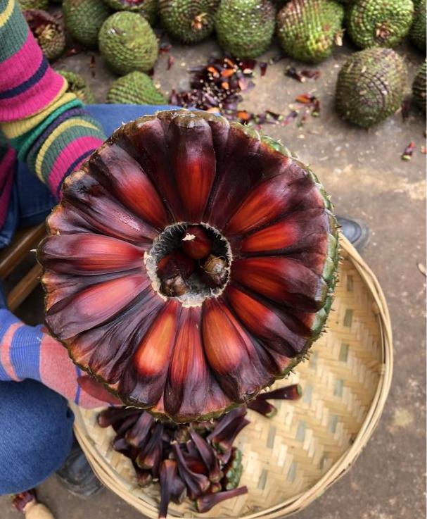 巴拉那松图片,巴拉那松简介