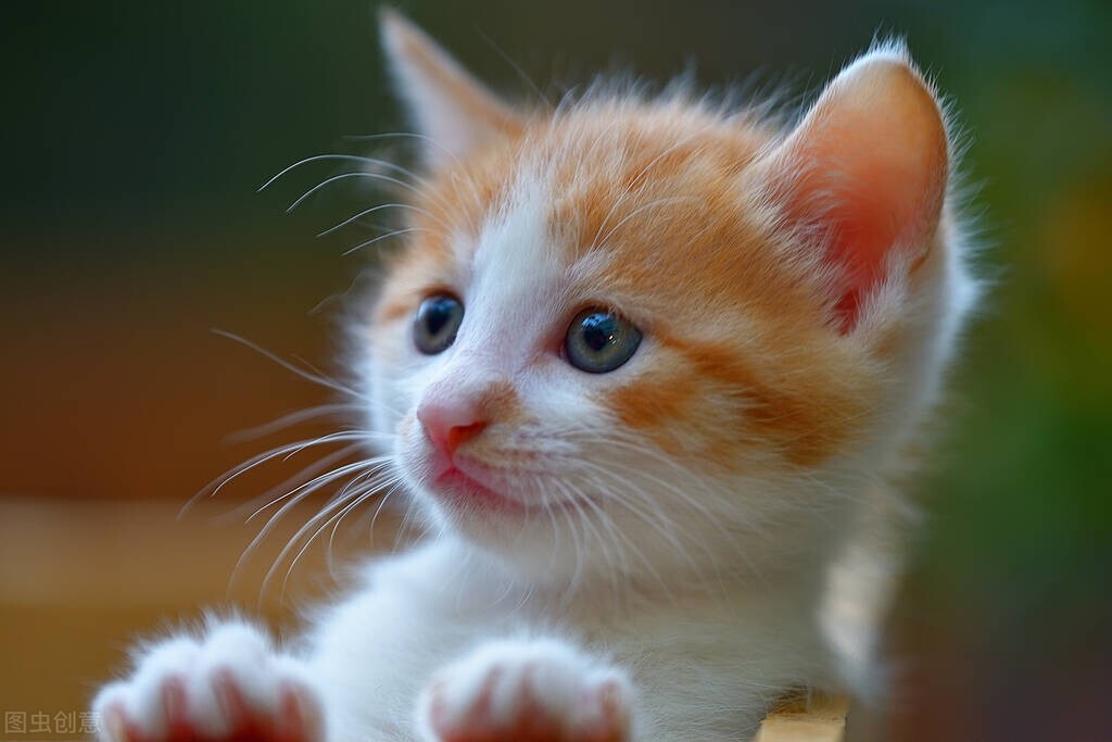 猫——忆童年（二）