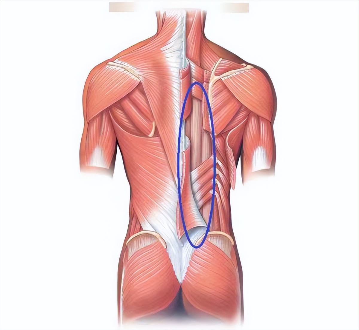 老年人腰部力量训练方法,老年人闪了腰怎么办教你一招