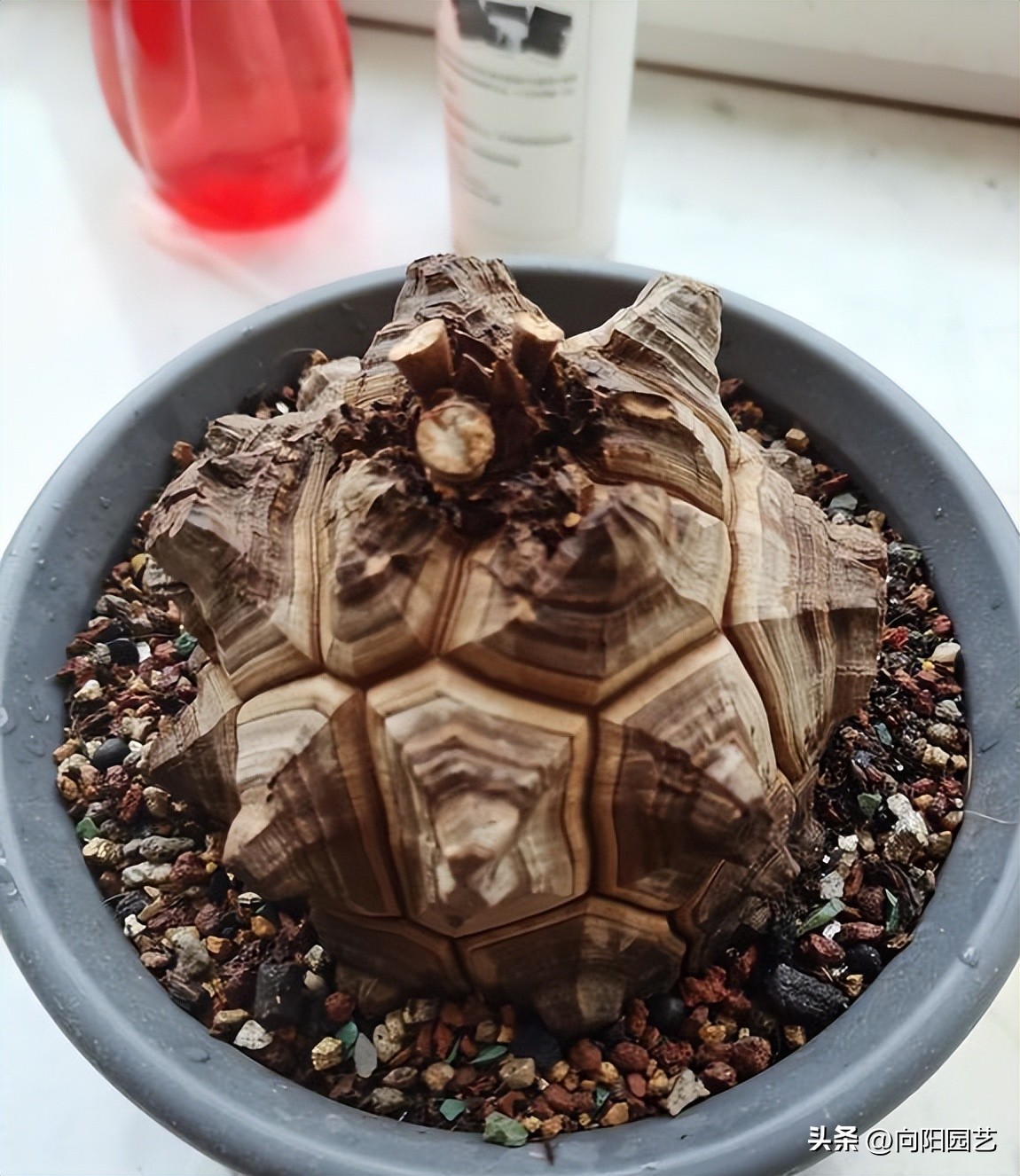 龟甲龙多长时间才能发根,南非龟甲龙先抽芽后发根吗