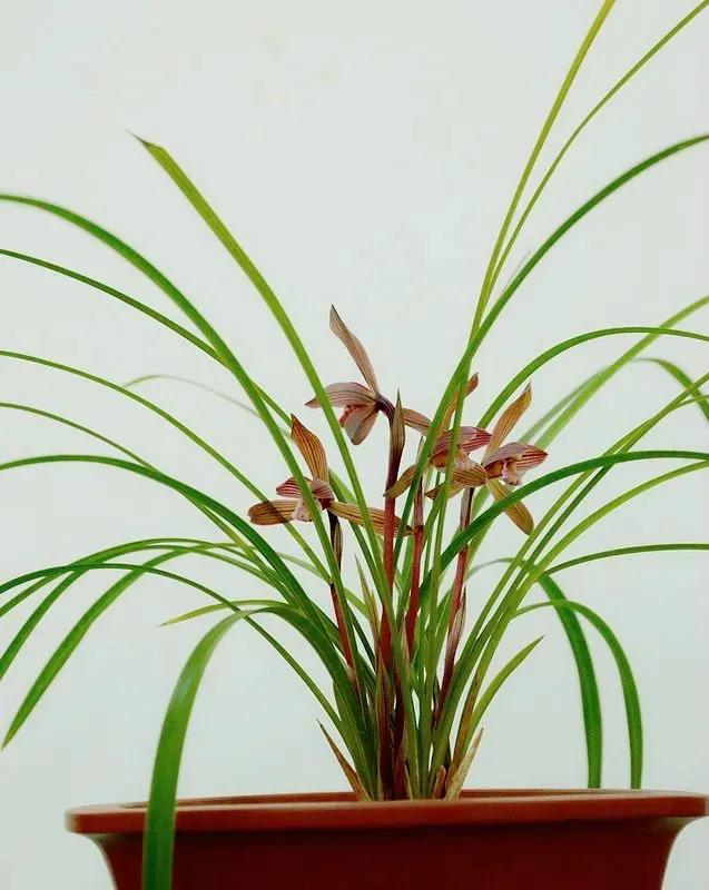 快来看看，兰花的世界真奇妙|壹木星球No.14