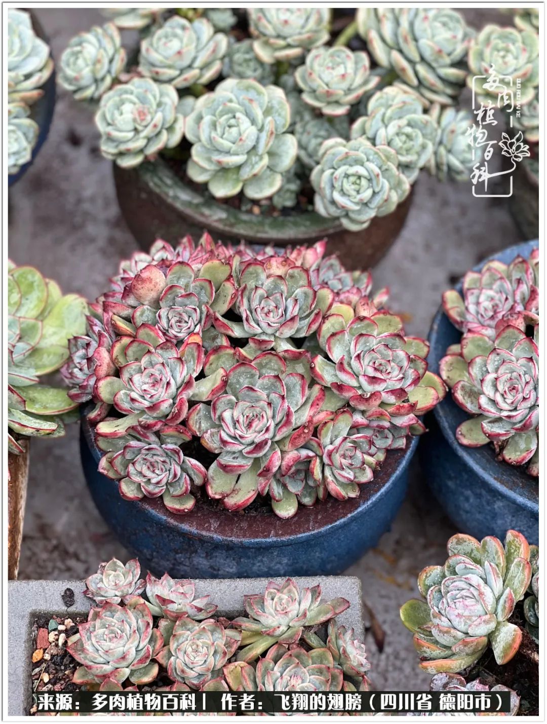 多肉的正确养殖方法冬天怎么养活,多肉怎么养活而且长得快且好看