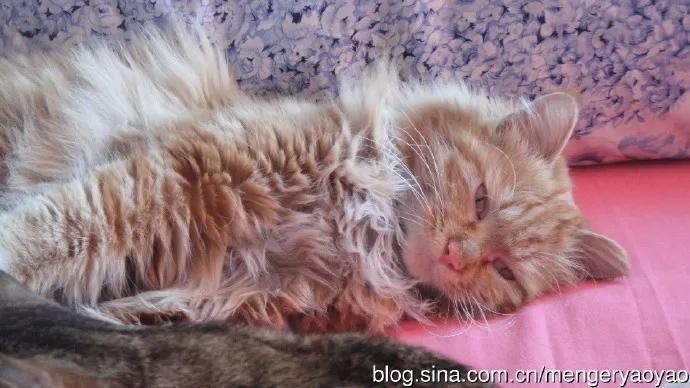 忧郁的毛毛小说,情缘伤感情歌