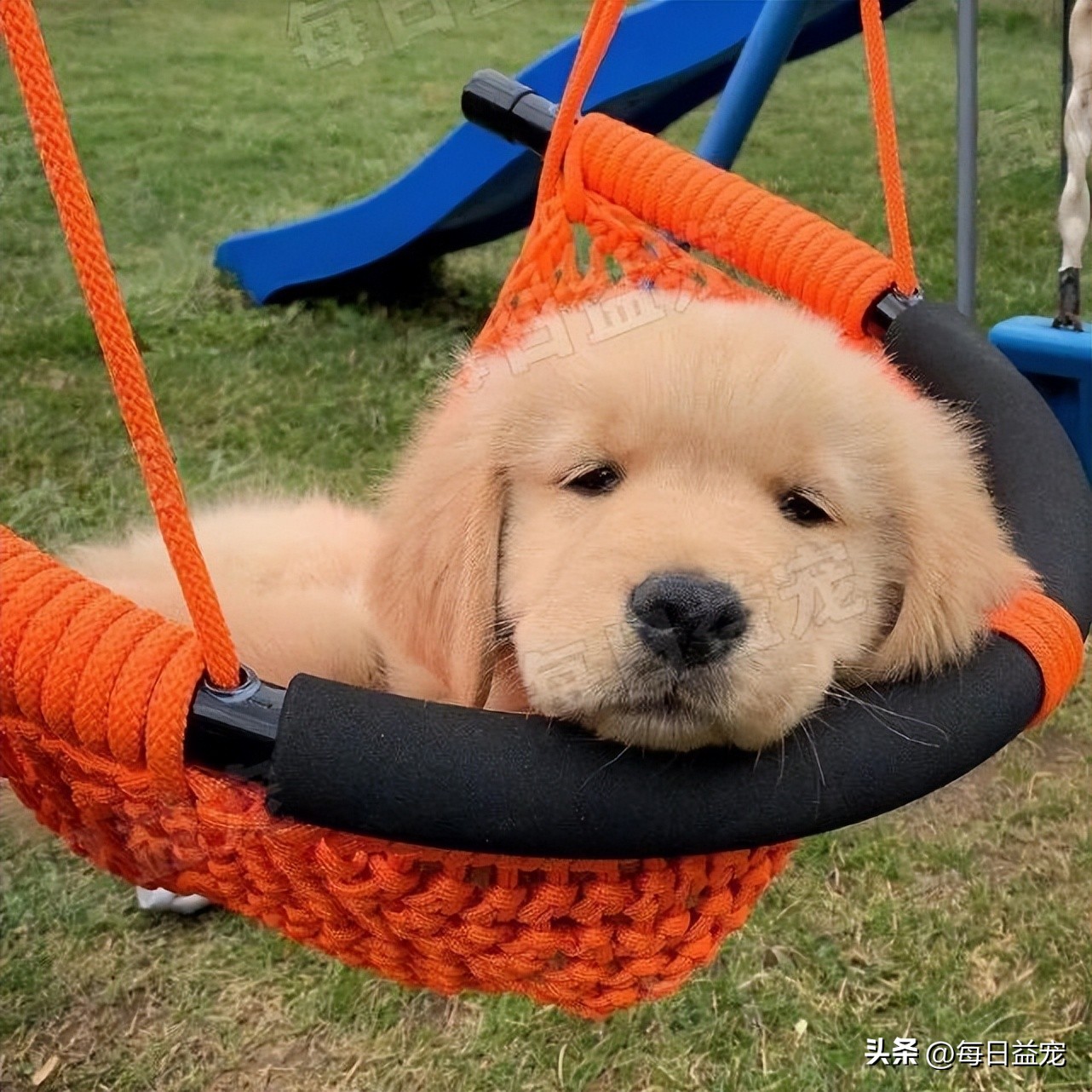 懂事金毛,金毛懂事