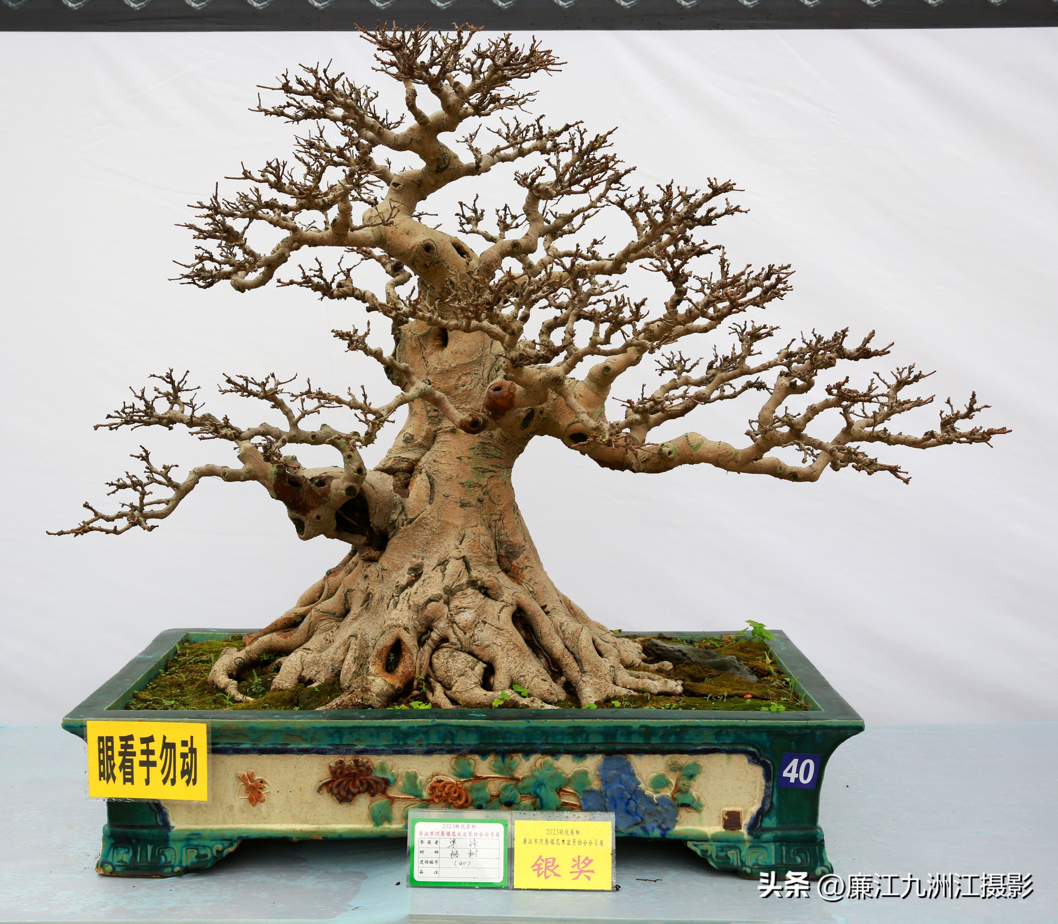 最高端的盆景展,一场惊艳的盆景展