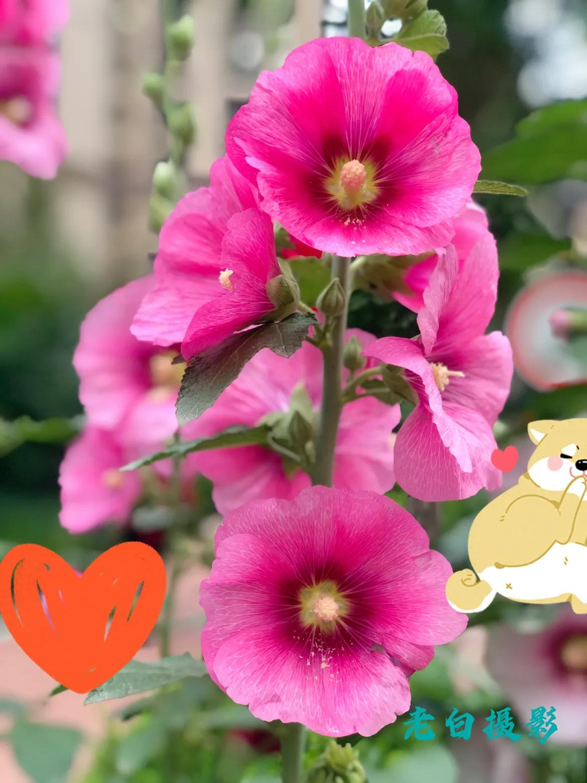 生活的极致就是化繁为简,极简是一种生活态度越简单越精致