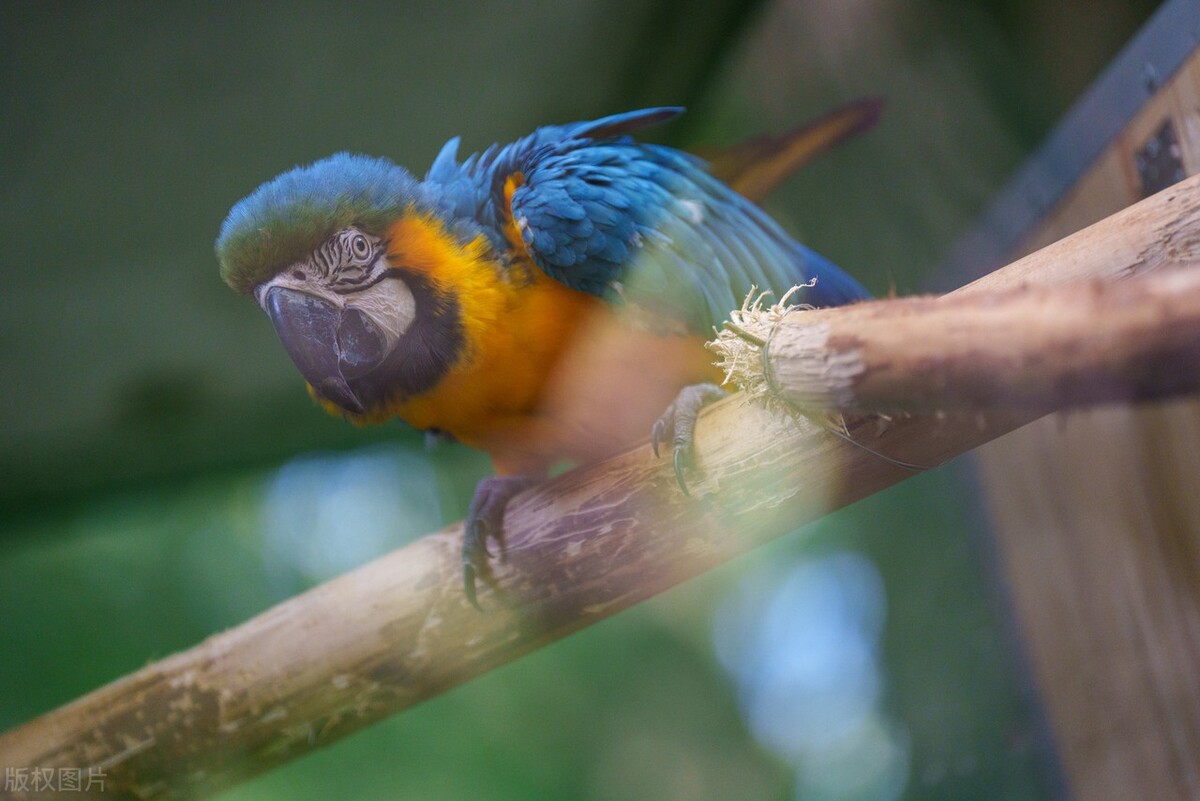 鹦鹉眼睛一睁一闭的是怎么回事,黄桃鹦鹉一睁一闭眼是怎么回事