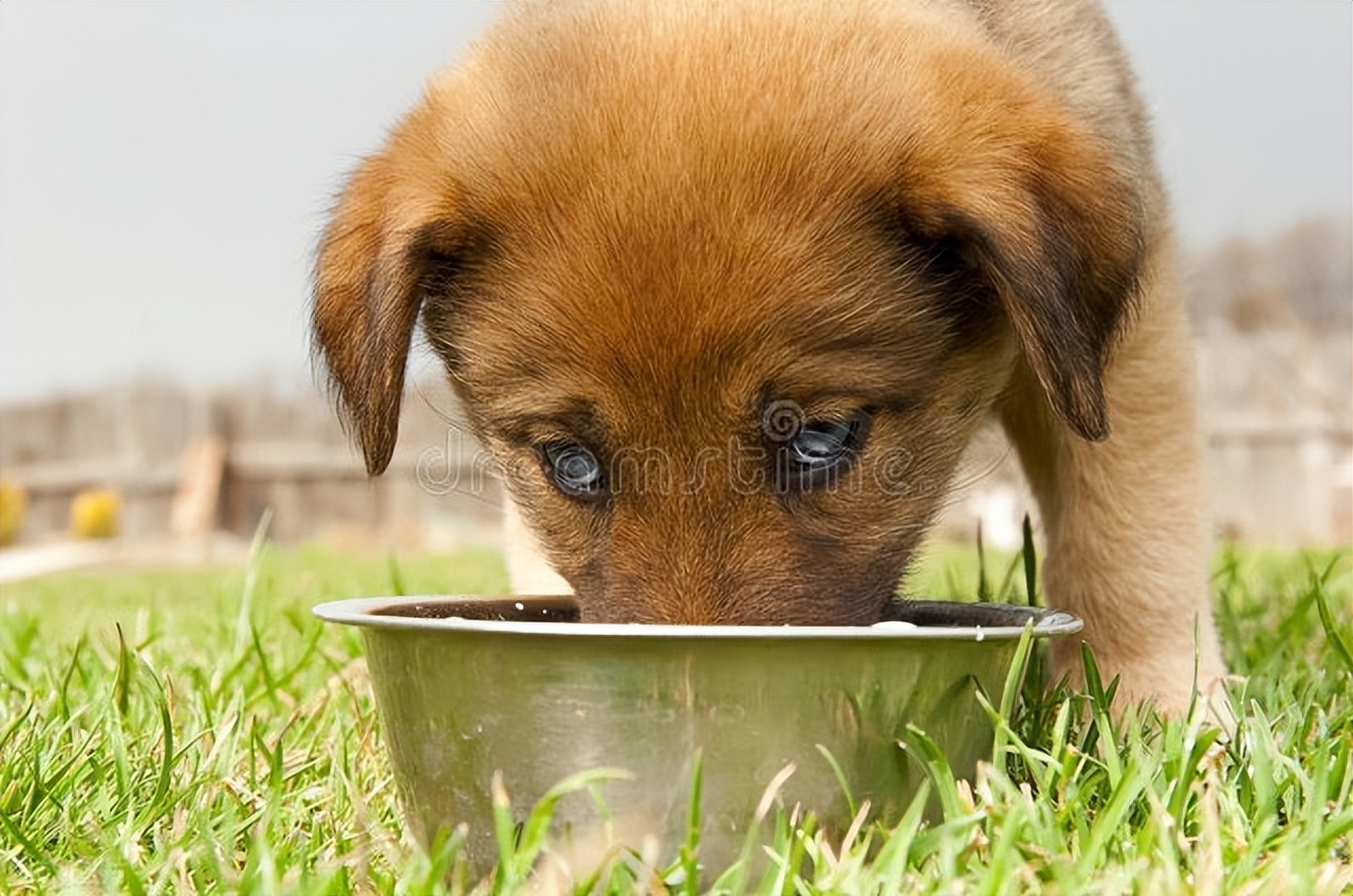 狗狗拉稀便血吃什么药好得快,狗狗拉稀便血吃什么药以及用量