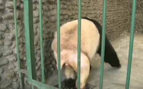 盘点网红大熊猫搞笑场面,大熊猫一摔成名