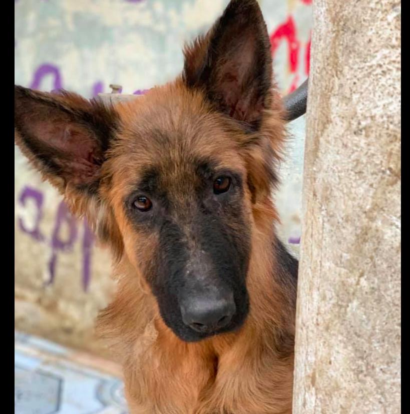 德牧被关在玻璃门,德牧被关笼子