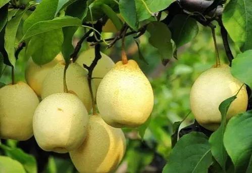 梨树会生的病以及治理方法,梨树斑点落叶病和褐斑病区别