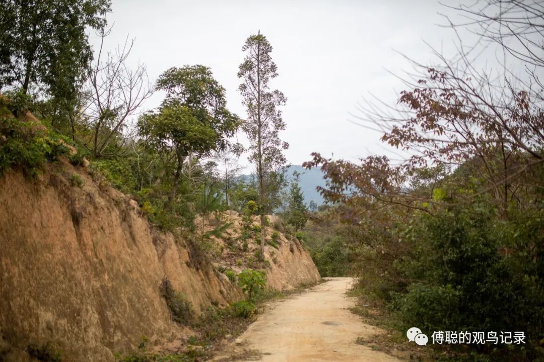 厦门天竺山森林公园旅游攻略,厦门天竺山森林公园步道