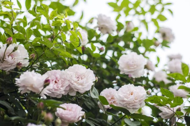 关于蔷薇花的唯美诗句有哪些,蔷薇花唯美的诗句