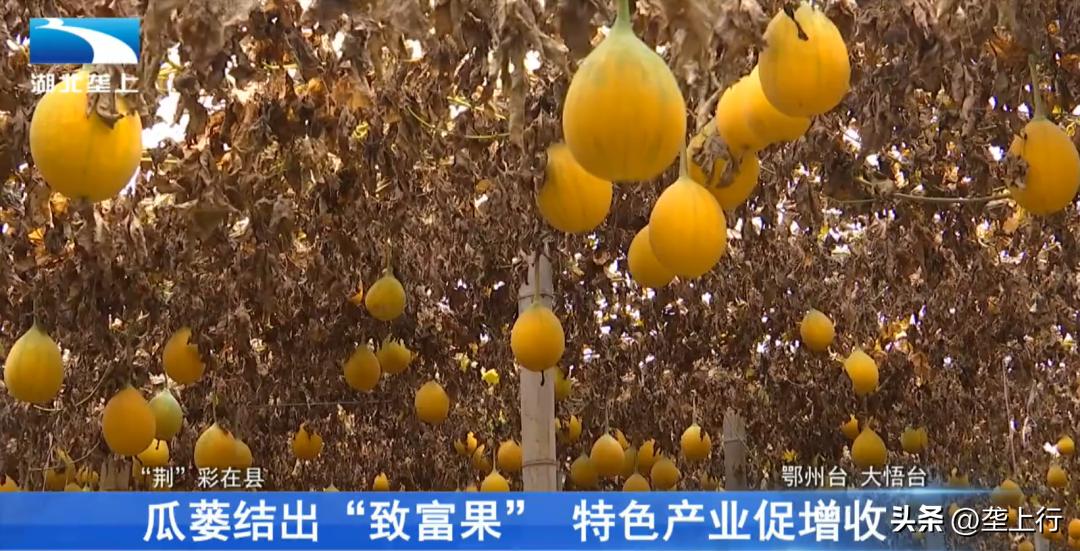 瓜蒌产业背后的致富经,瓜蒌种植带动群众增收