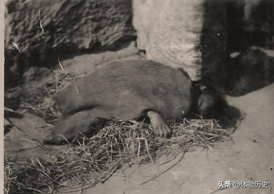 【晚清真实影像】花楼女子丰乳肥臀,30张老照片尽显绝代风华