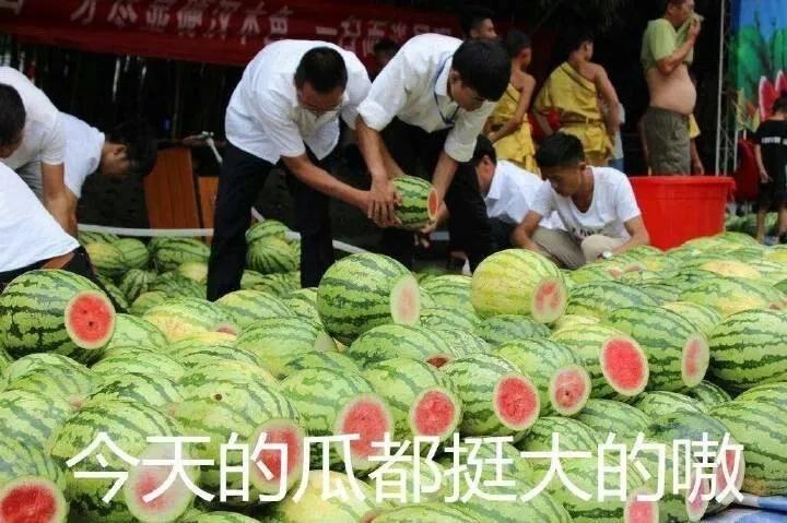 吃瓜群众表情包组成教程,一只安静的吃瓜群众表情包