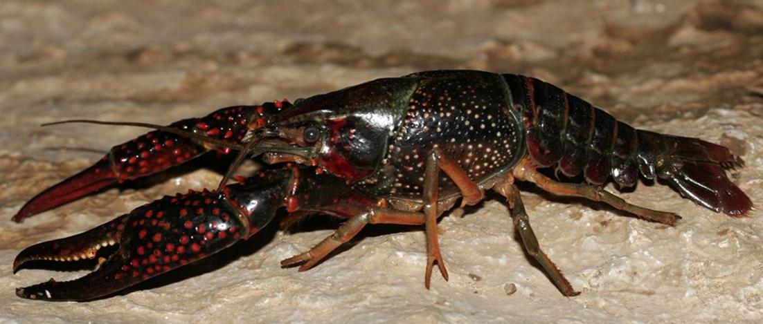 夏天小龙虾到底能不能吃,小龙虾烧烤的危害