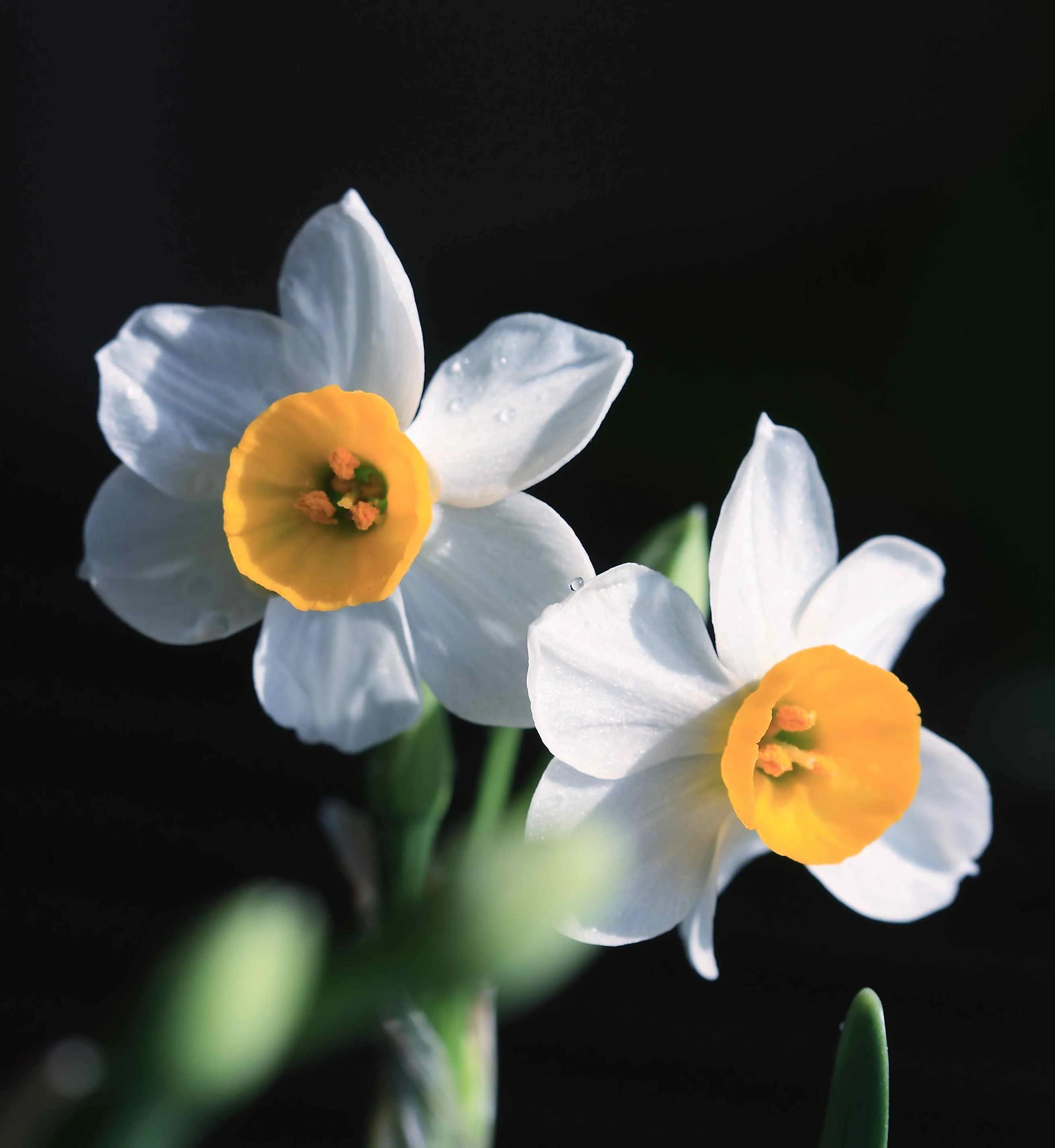 古诗词中的水仙花：飘零尘俗客再见水仙花