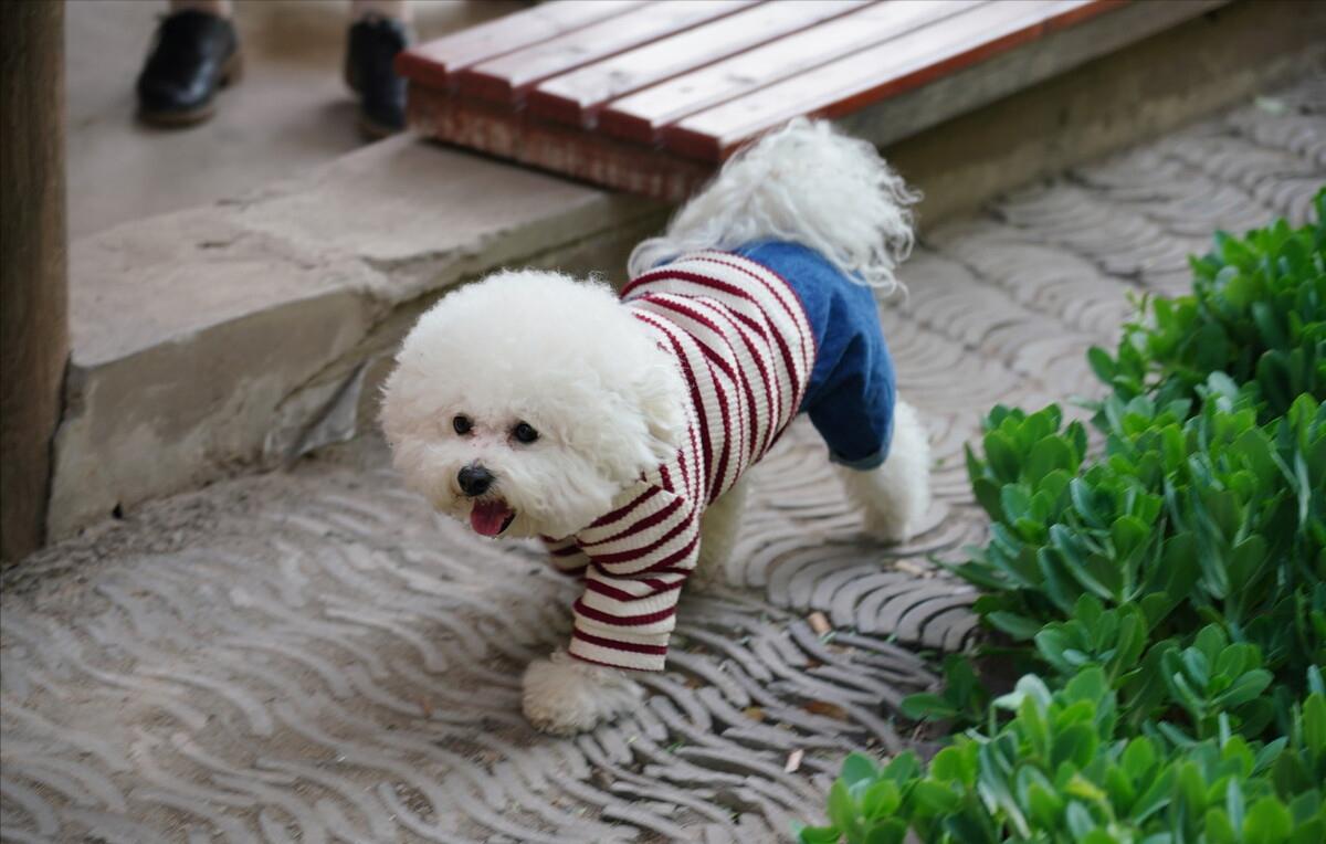 狗界扛把子臭名远扬的4种狗,狗界中最通人性的5种狗