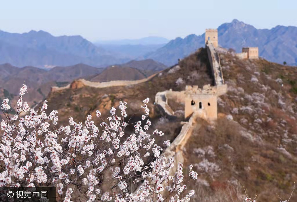 原创散文杏花盛开,杏花与乡愁散文