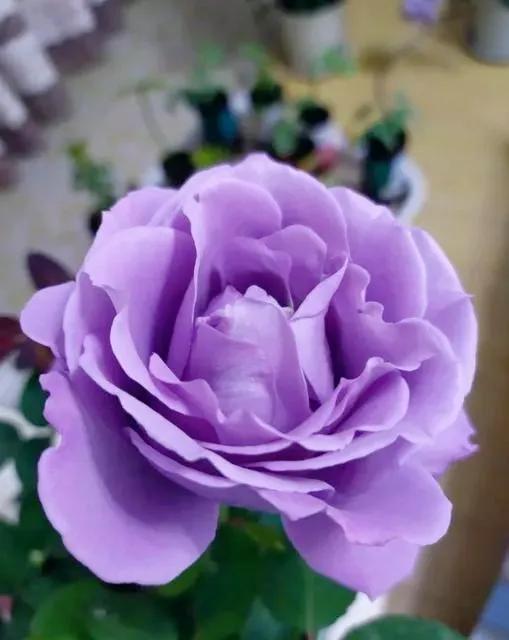 我爱月季花歌曲,我爱月季花300字