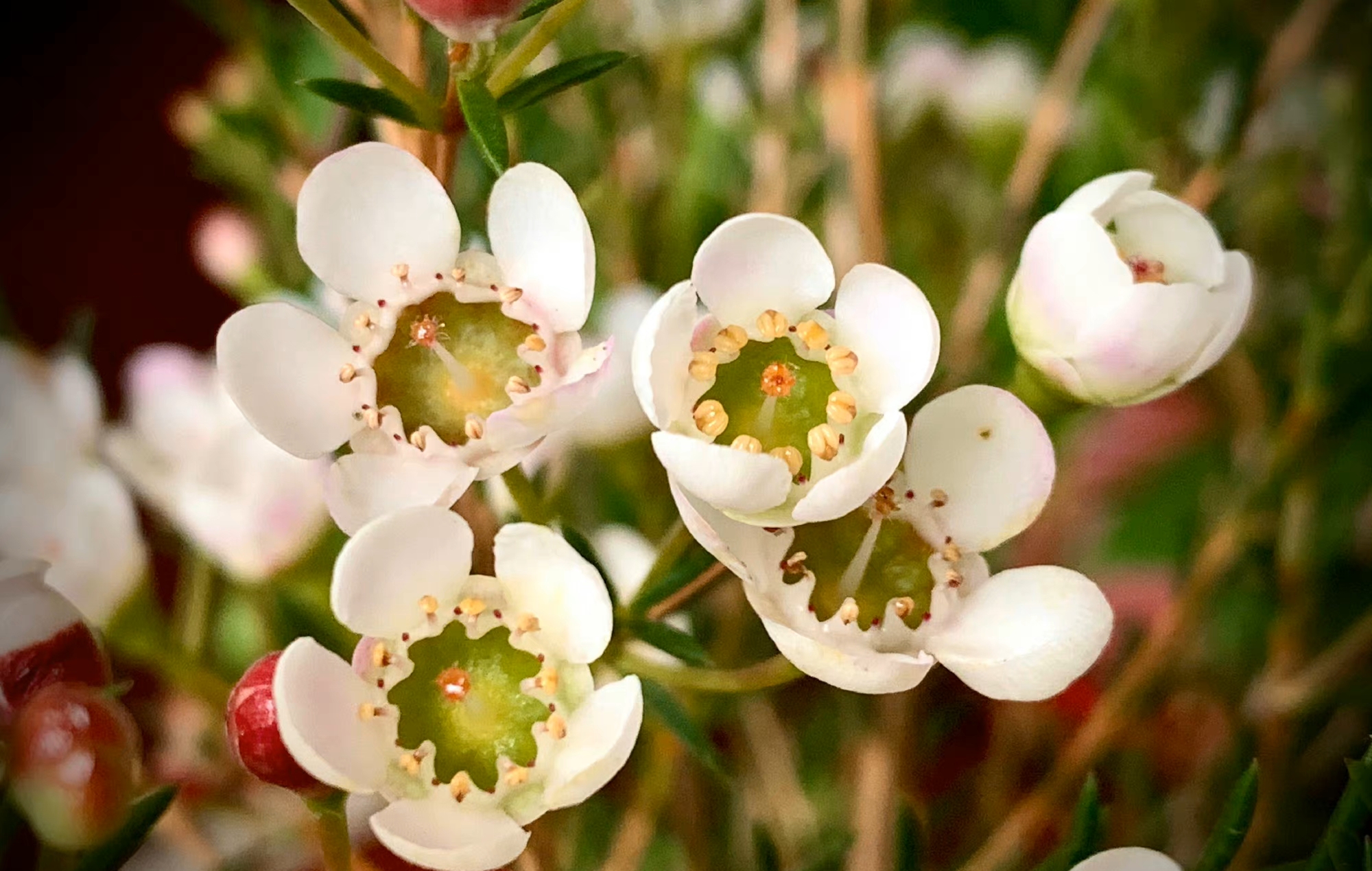 花朵不美，于是开在百花未开之际，方可招引蜂蝶，美丽不可及